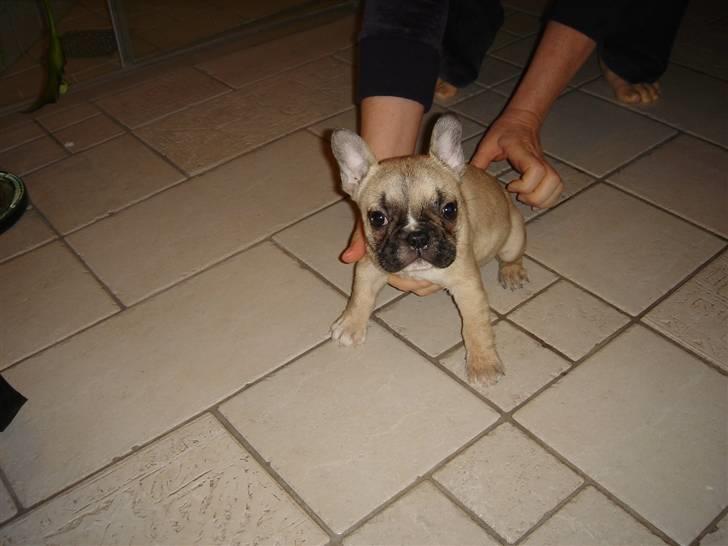 Fransk bulldog Chili billede 17