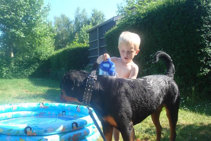 Rottweiler Nikki - Skal jo også vandes for at vokse c",) billede 16