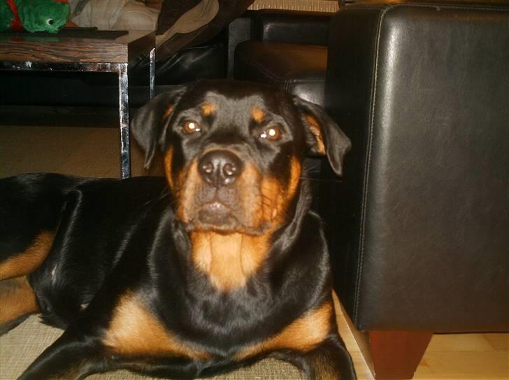 Rottweiler Nikki billede 17