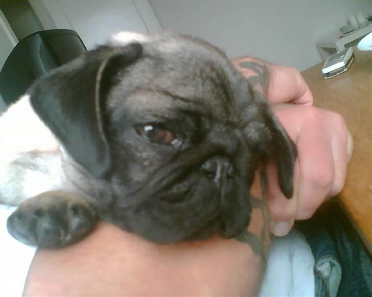 Mops Egon Olsen( udstationeret) - Hygger lige på min mors bedste vens arm. 5 mdr gammel. billede 8