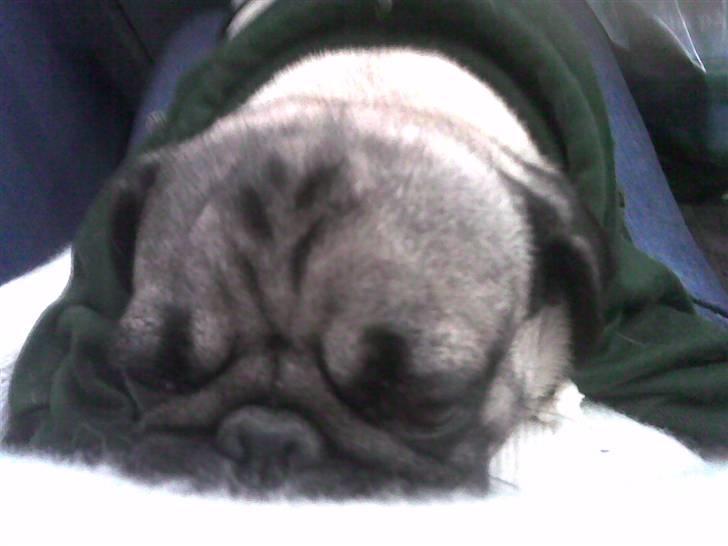 Mops Egon Olsen( udstationeret) - Godnat og sov godt. billede 9