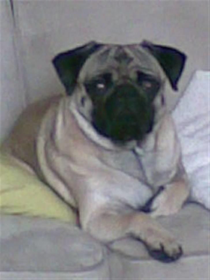 Mops Egon Olsen( udstationeret) - Her bestemmer jeg. billede 10