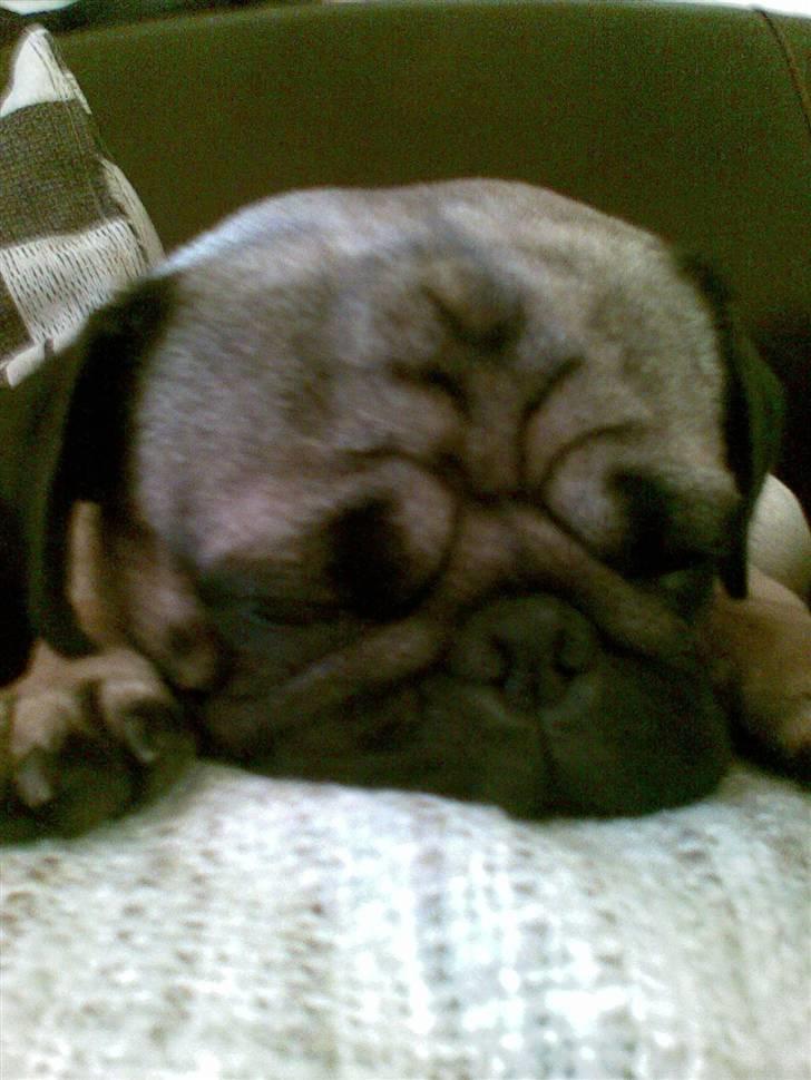 Mops Egon Olsen( udstationeret) - Kan altså godt lige at hygge. billede 11