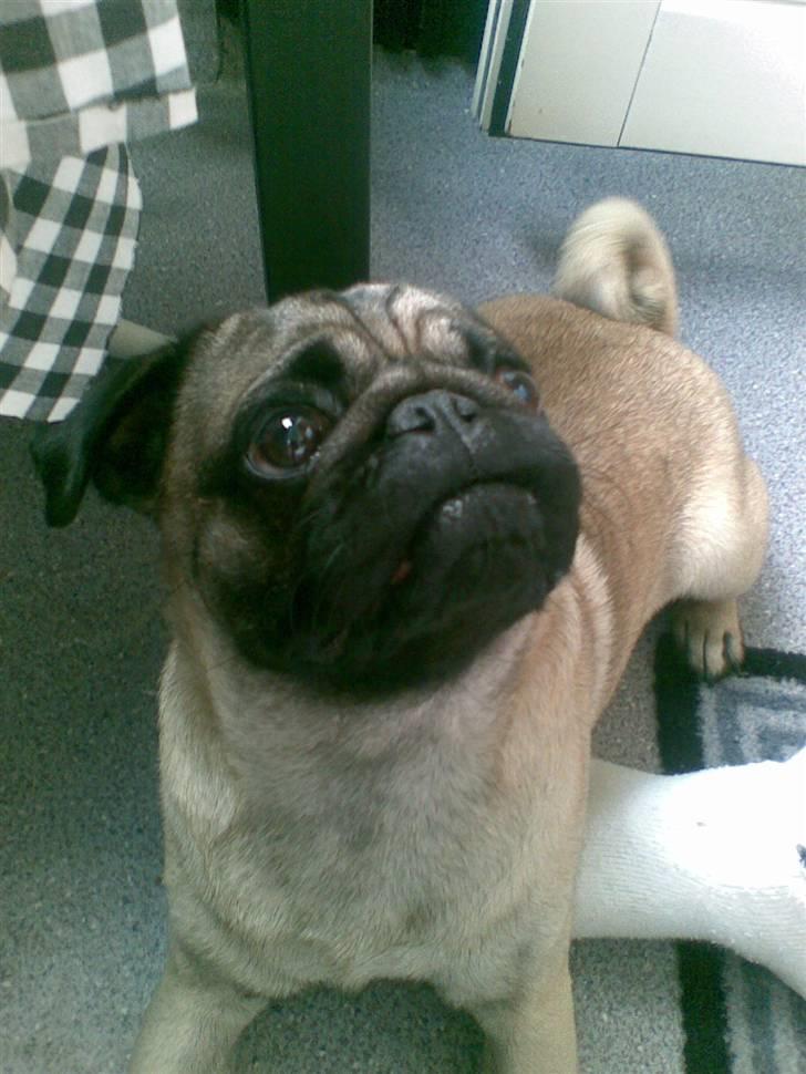 Mops Egon Olsen( udstationeret) - Falder der ikke snart en godbid ned til mig? billede 12