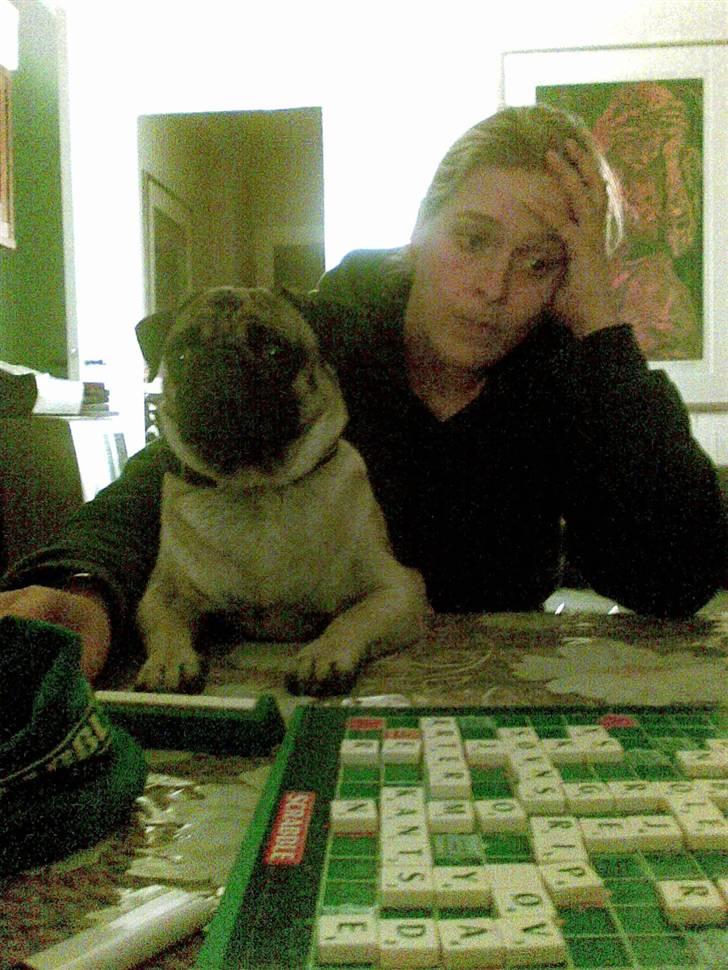 Mops Egon Olsen( udstationeret) - Spiler Scrapple med min moster. billede 13