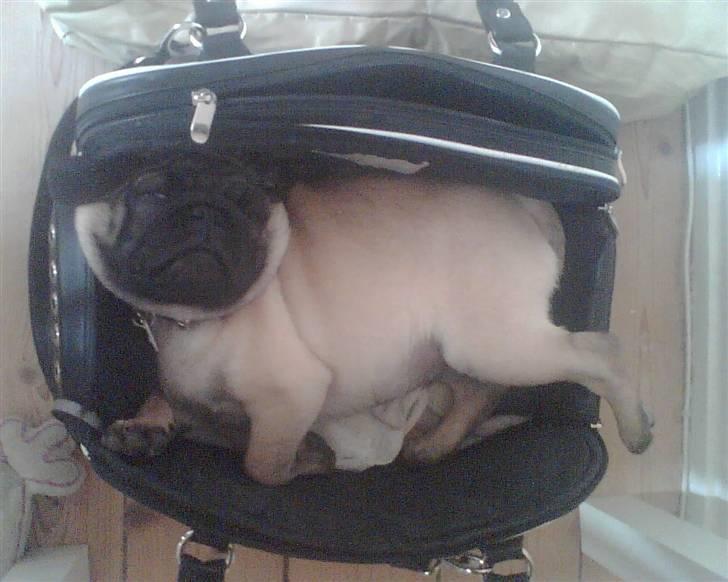 Mops Egon Olsen( udstationeret) - Se mor, jeg kan da sagtens ligge i min gamle taske.Er slet ikke blevet for stor. billede 14