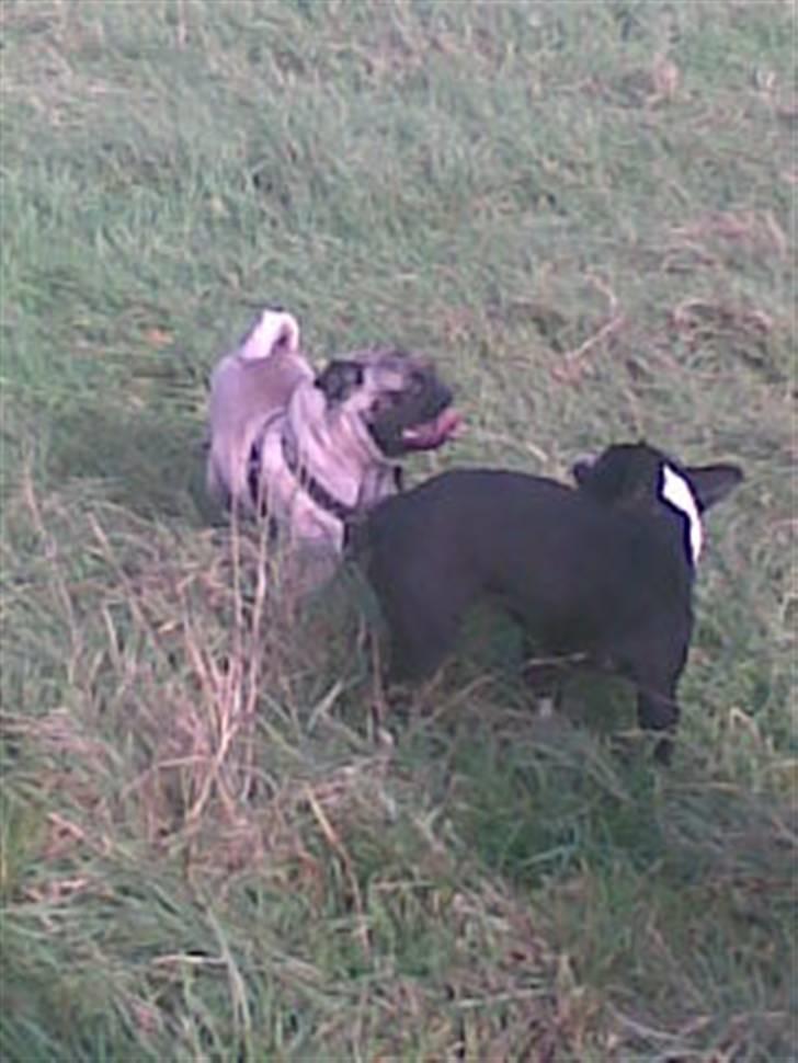 Mops Egon Olsen( udstationeret) - Leger med min bedste veninde Aggie.(Boston terrier) billede 15