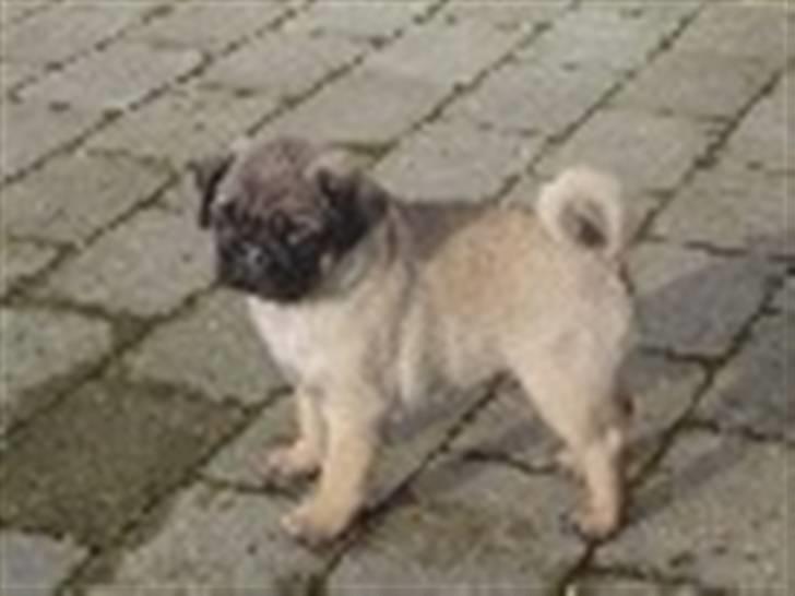 Mops Egon Olsen( udstationeret) - Mig, 6 uger gammel. billede 16