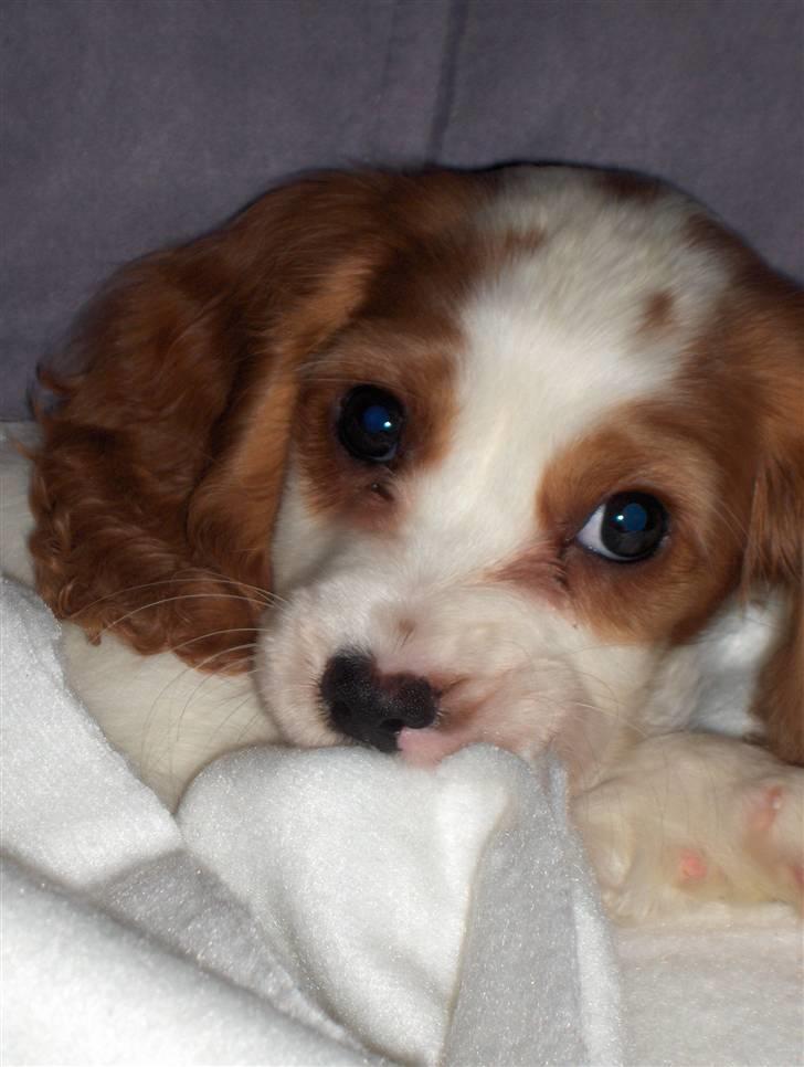 Blanding af racer Charlie billede 1