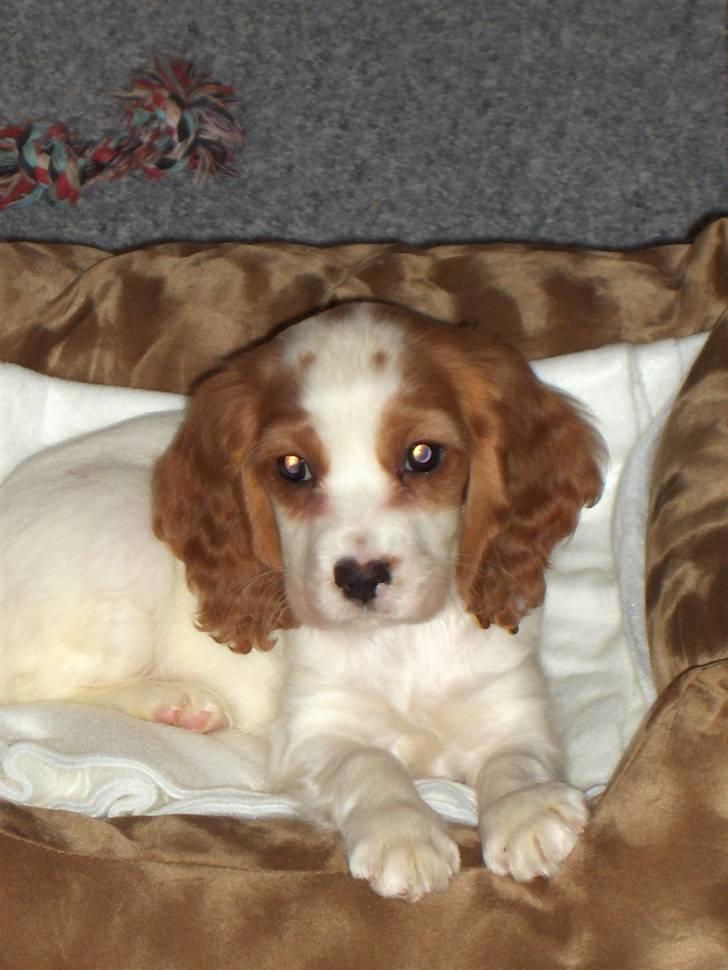 Blanding af racer Charlie billede 2