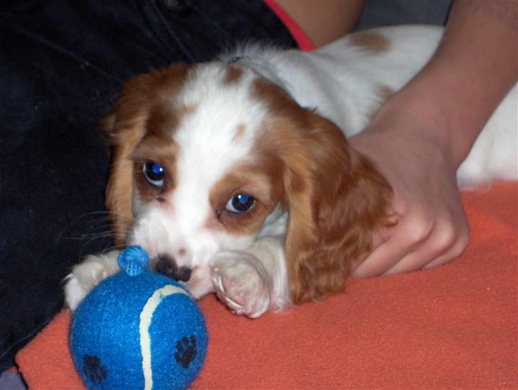 Blanding af racer Charlie billede 3