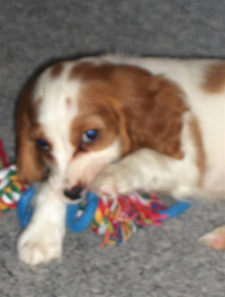 Blanding af racer Charlie billede 4