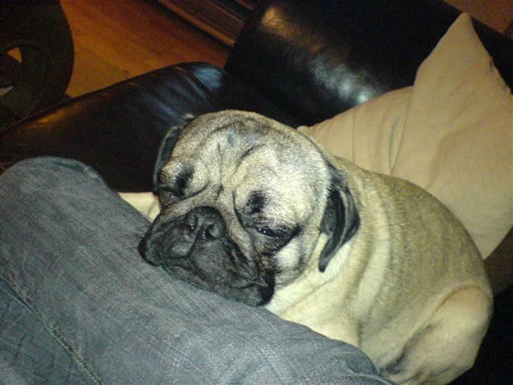 Mops Egon Olsen( udstationeret) - Se, helt uden rynker. billede 17