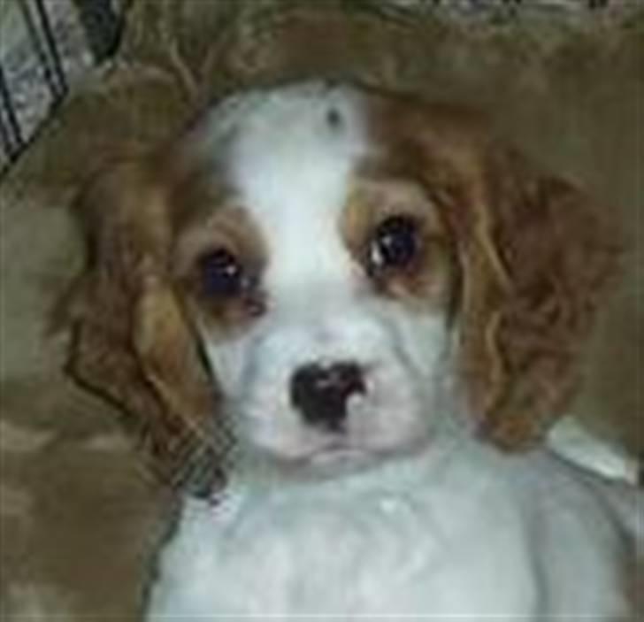 Blanding af racer Charlie billede 5