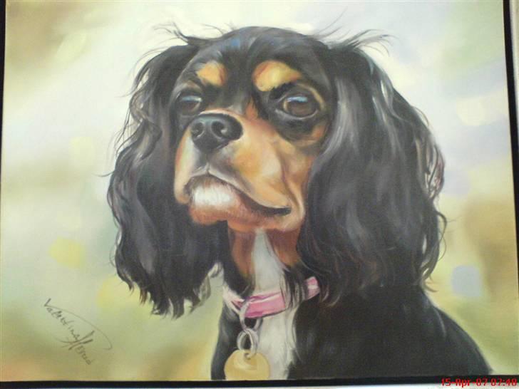 Cavalier king charles spaniel Daisy billede 11