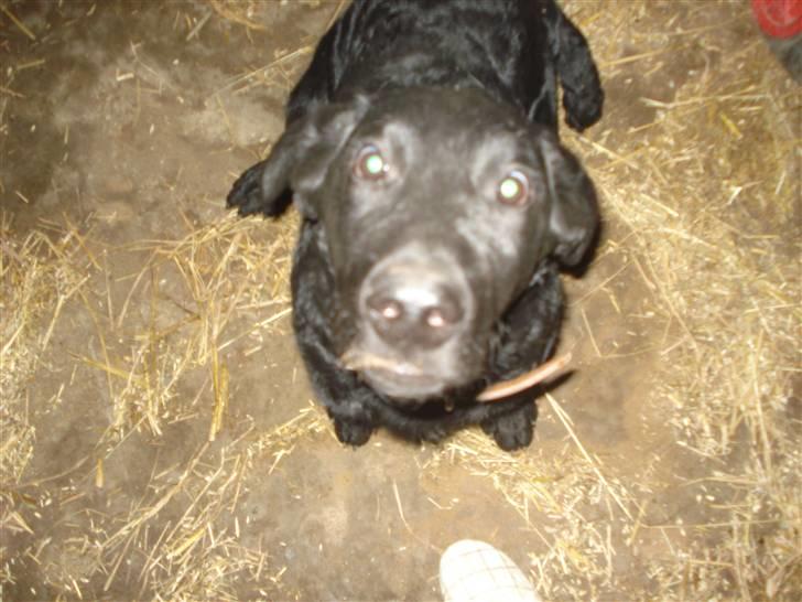 Labrador retriever simpson SOLGT billede 7
