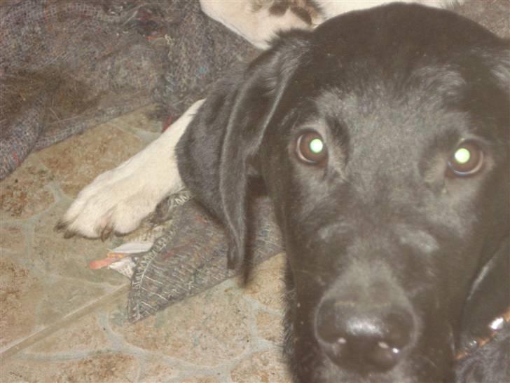 Labrador retriever simpson SOLGT billede 8