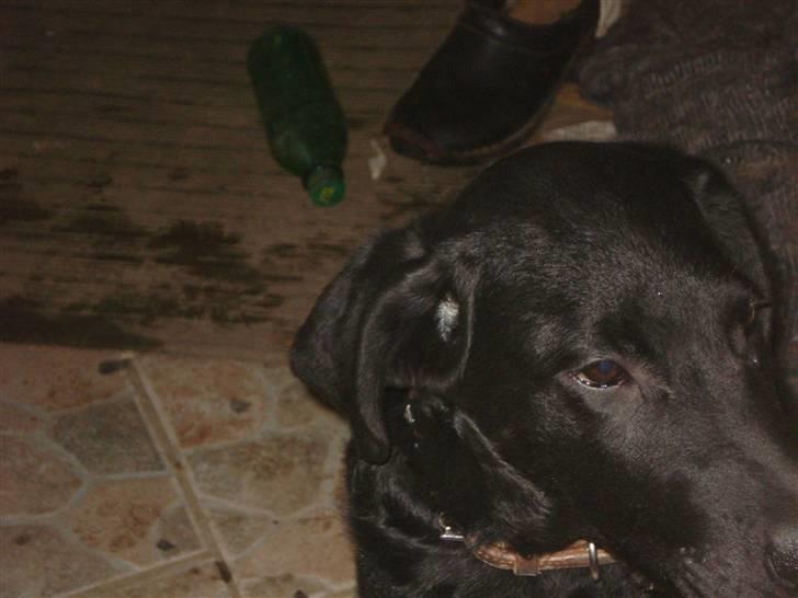 Labrador retriever simpson SOLGT billede 9