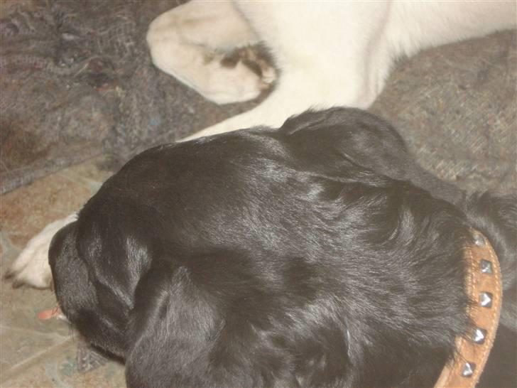 Labrador retriever simpson SOLGT billede 10