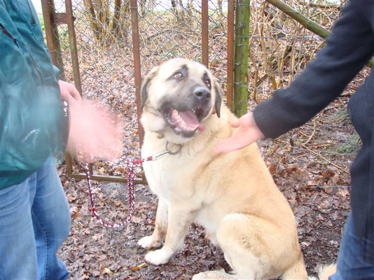 Kangal DozerDuman billede 1