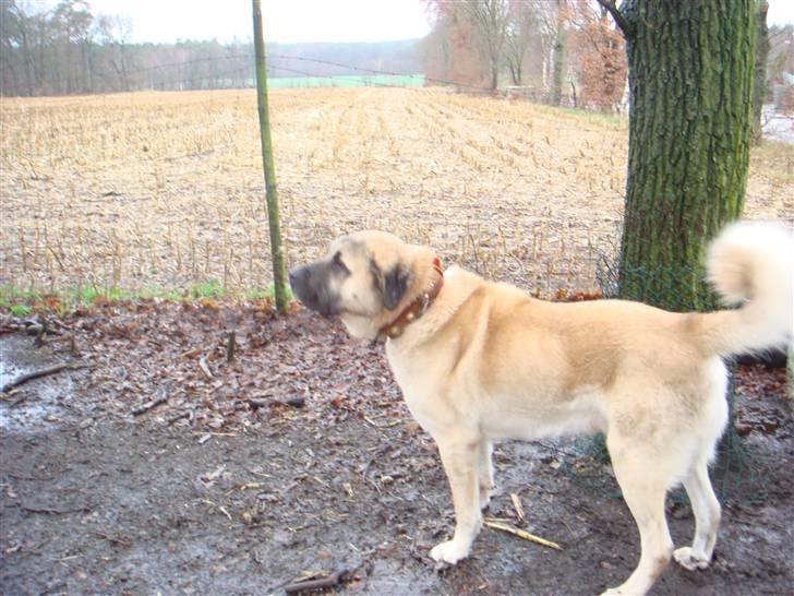 Kangal DozerDuman billede 2