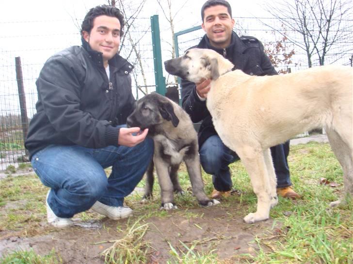 Kangal DozerDuman billede 3