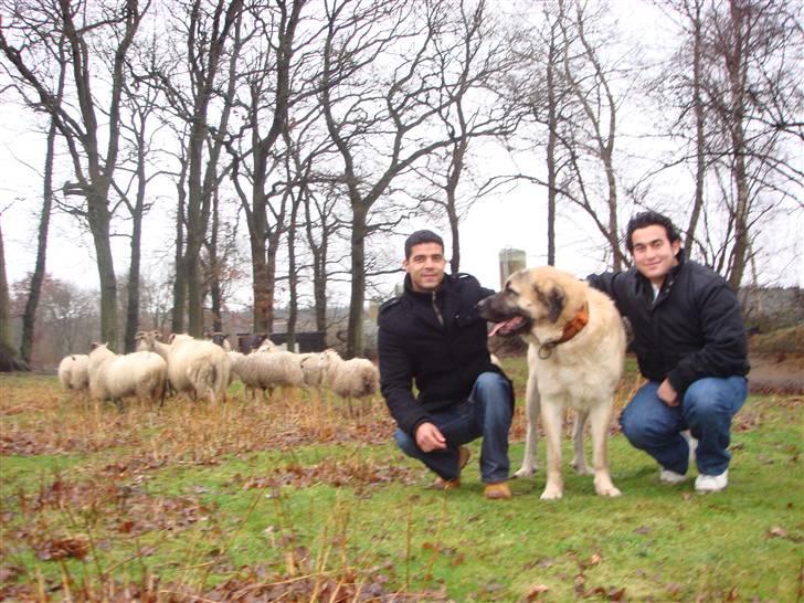 Kangal DozerDuman billede 4