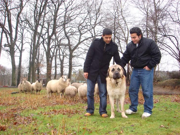 Kangal DozerDuman billede 5