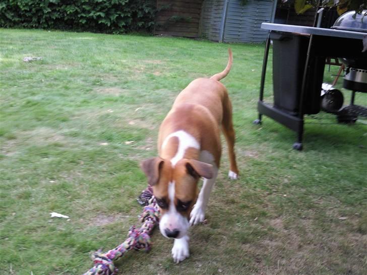 Amerikansk staffordshire terrier zoe billede 9