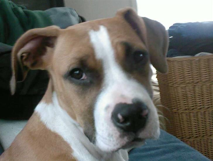 Amerikansk staffordshire terrier zoe billede 10