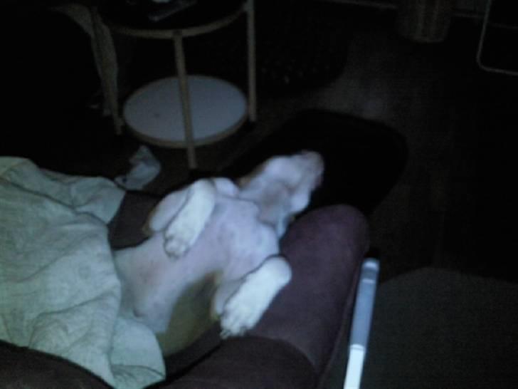 Amerikansk staffordshire terrier zoe billede 11