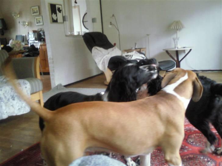 Amerikansk staffordshire terrier zoe billede 12