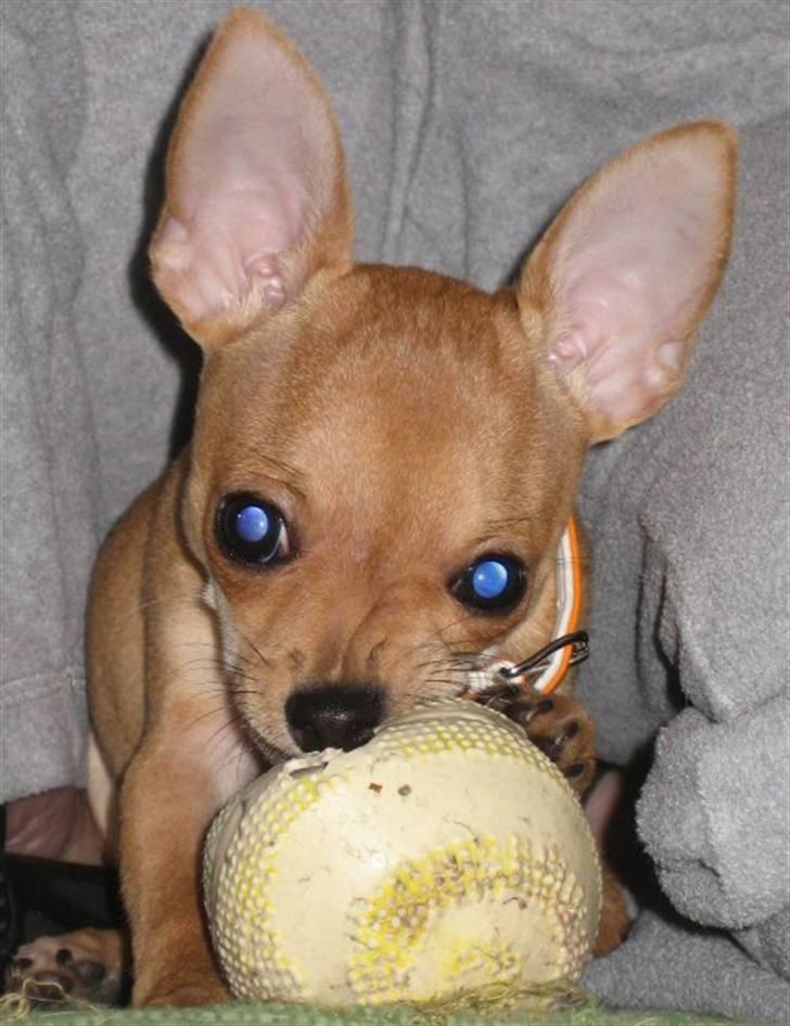 Chihuahua Ofelia billede 9