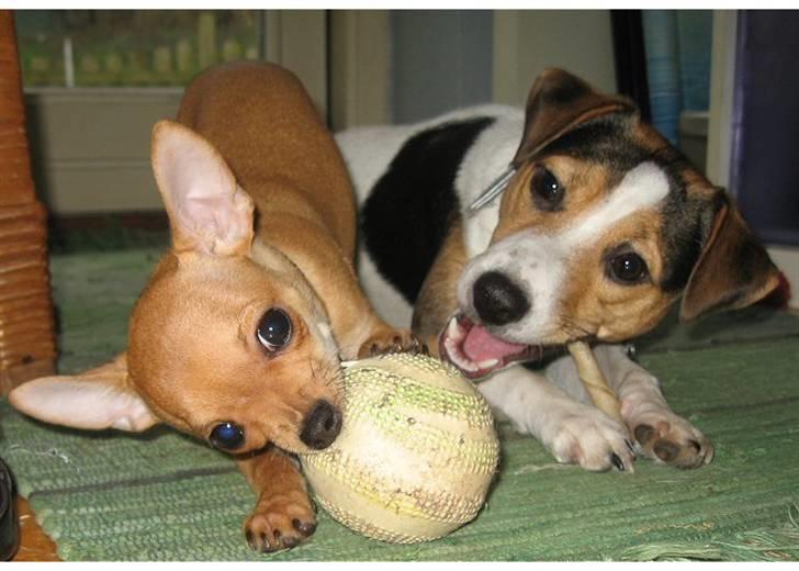 Chihuahua Ofelia billede 10