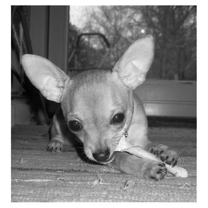 Chihuahua Ofelia billede 11