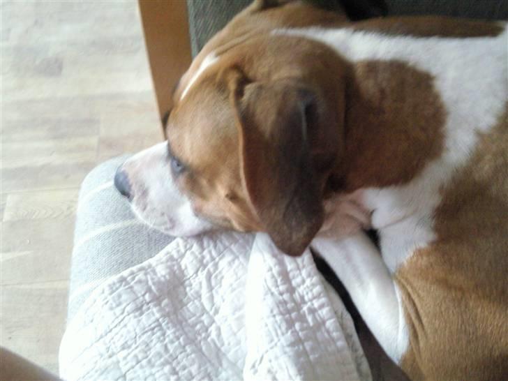 Amerikansk staffordshire terrier zoe billede 13