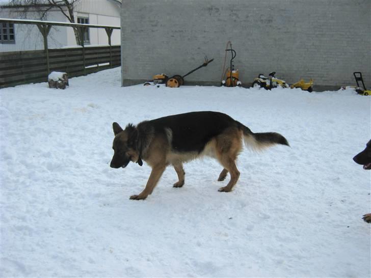 Schæferhund Sacko R.I.P :'( - DU kan ikke fange mig;)<3 billede 2