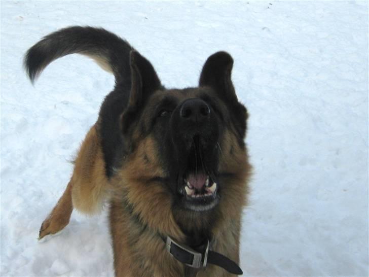 Schæferhund Sacko R.I.P :'( - HAHA sacko!:)<3 billede 3