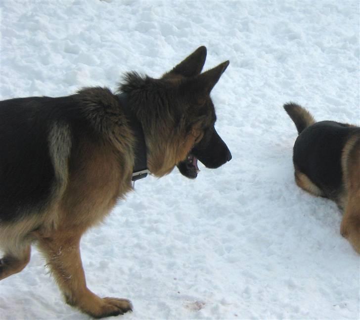 Schæferhund Sacko R.I.P :'( - gi mig så den bold!! billede 4