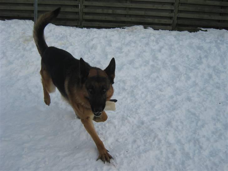 Schæferhund Sacko R.I.P :'( billede 5