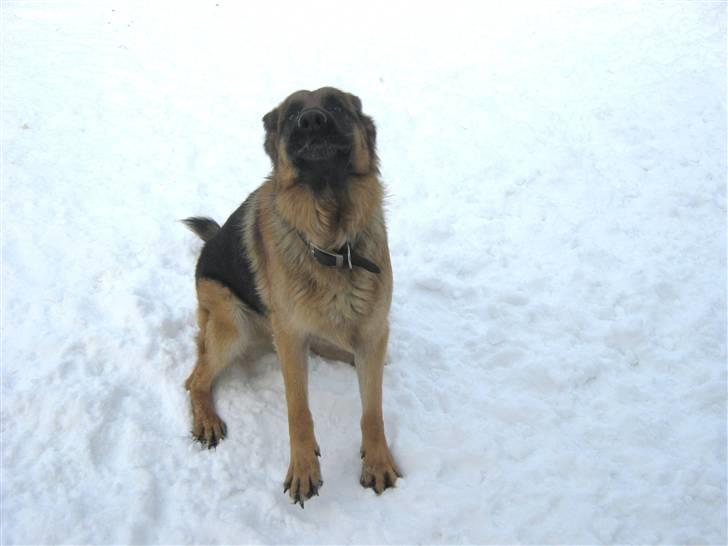 Schæferhund Sacko R.I.P :'( - nuuuh, sacko gør!:) billede 6