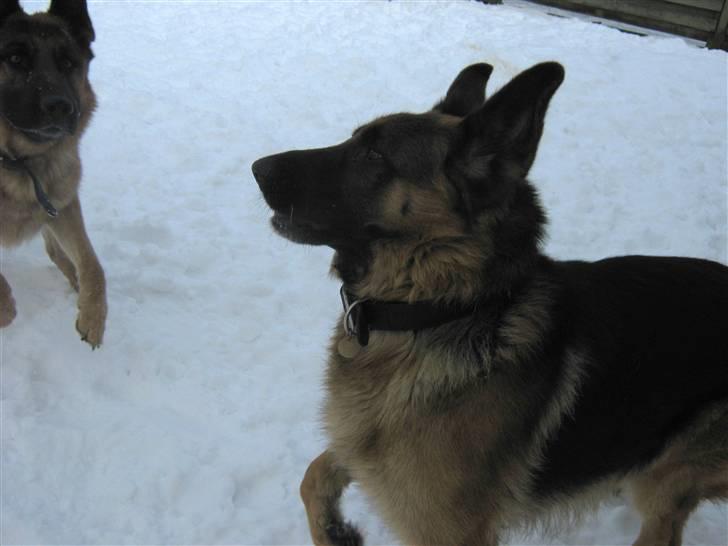 Schæferhund Sacko R.I.P :'( - Ej hold nu op ikke!;) billede 7