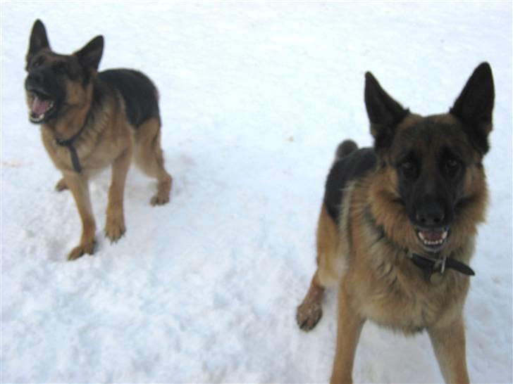 Schæferhund Sacko R.I.P :'( - Dem begge gør :) og ser ret sjove ud!!:D billede 8