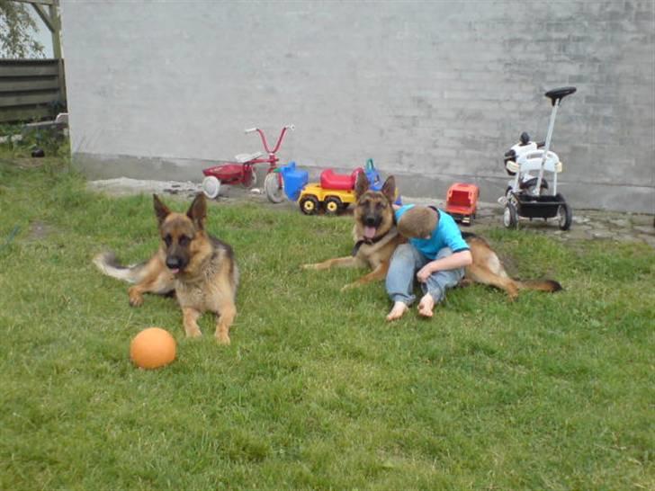 Schæferhund Rocky - velkommmen til Rocky´s profil;) nogle af billederne er rimlig nye og nogle ikke så nye;)<3?Foto: miiG<3 billede 1