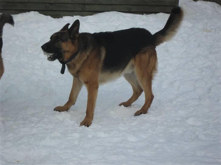 Schæferhund Rocky -  Rocky<3Foto: migg<3 billede 2