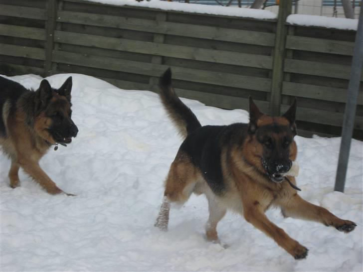 Schæferhund Rocky - Sacko og Rocky leger i sneen ude i haven :) billede 3