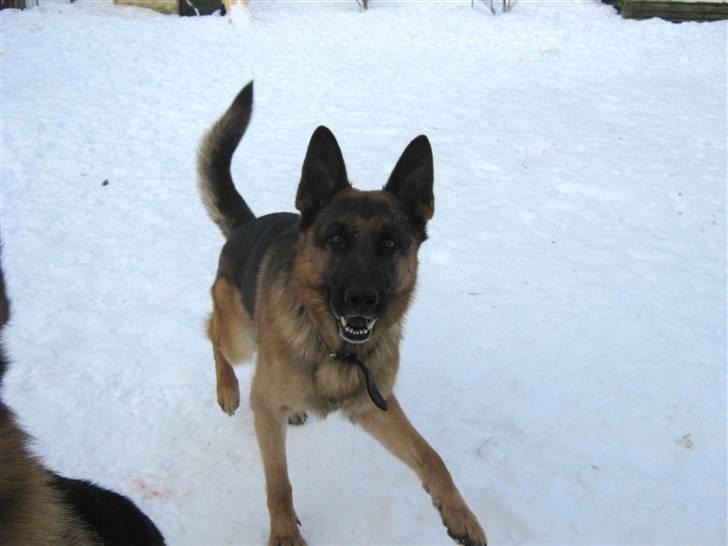 Schæferhund Rocky - Rocky gør :) billede 4