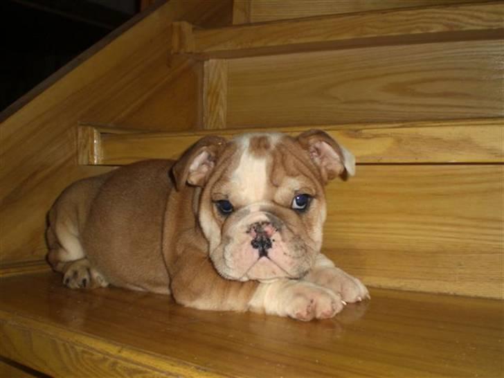 Engelsk bulldog ludwig billede 1