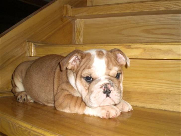 Engelsk bulldog ludwig billede 2