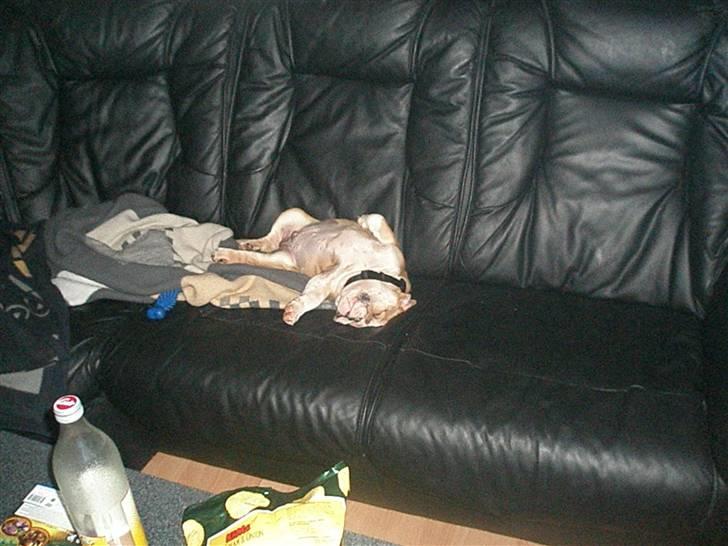 Engelsk bulldog ludwig billede 3